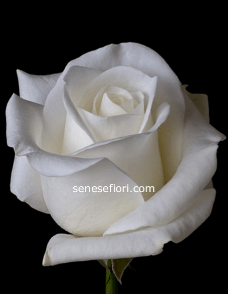 Rose Bianche Ecuador a Stelo  – Purezza e Prestigio a Napoli