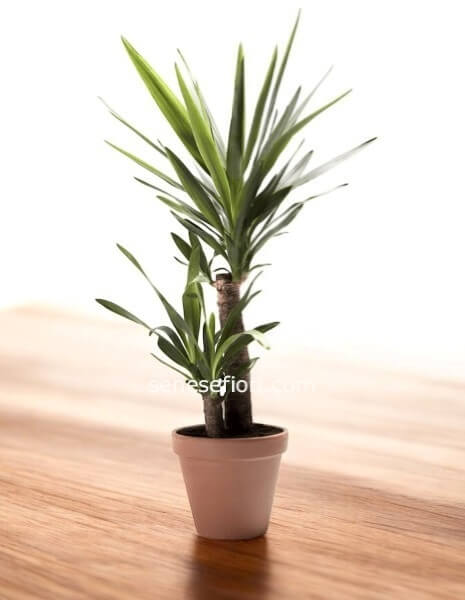 Pianta Yucca: Il Tronchetto della Felicità per i tuoi Interni a Napoli