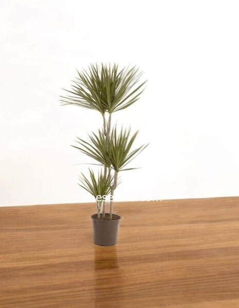 Dracena Marginata: Eleganza Verticale e Aria Pura a Napoli