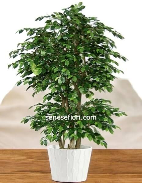 Ficus Benjamin: L&acute;Icona Verde per la tua Casa o Ufficio a Napoli