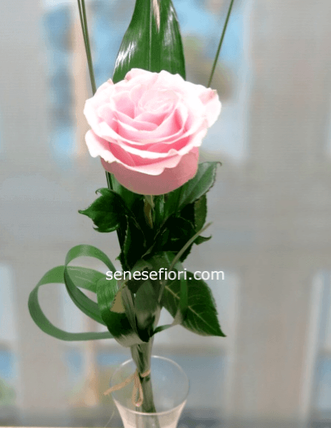Rose Rosa Ecuador a Stelo – Lusso e Delicatezza a Napoli