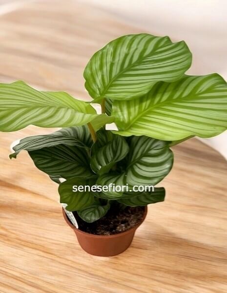 Calathea Orbifolia: L&acute;Eleganza Tropicale per la tua Casa a Napoli