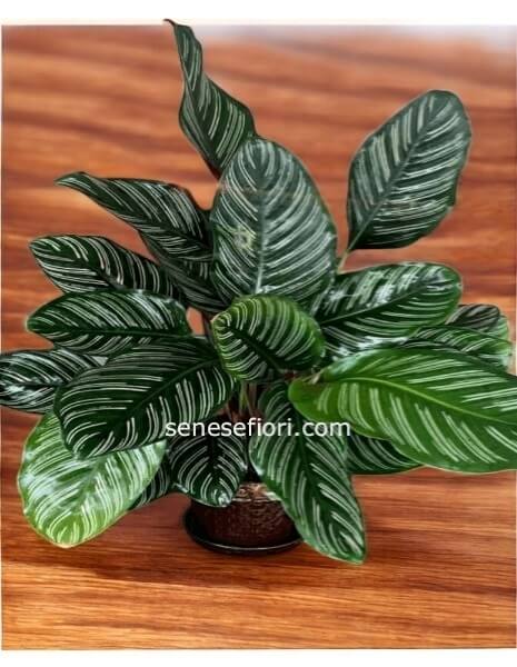 Calathea Ornata: L&acute;Eleganza delle Linee Rosa per la tua Casa a Napoli