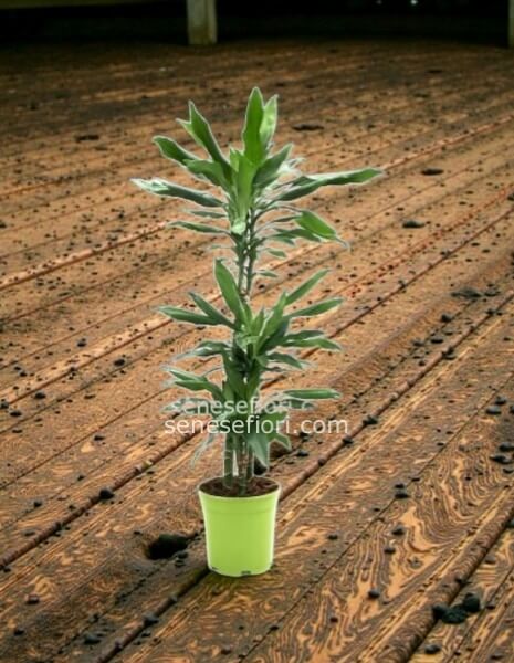 Tronco Janet (Dracaena Janet Craig): L&acute;Eleganza Indistruttibile a Napoli