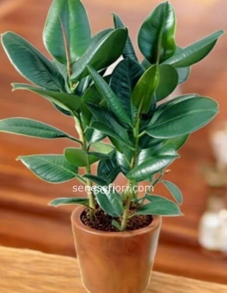 Ficus Elastica (Pianta della Gomma): L´Icona del Design a Napoli