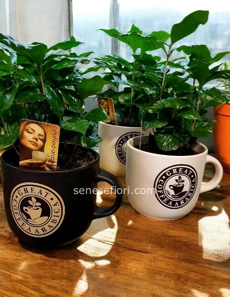 Pianta di Caffè (Coffea Arabica): Coltiva l&acute;Aroma a Casa Tua (Consegna a Napoli)