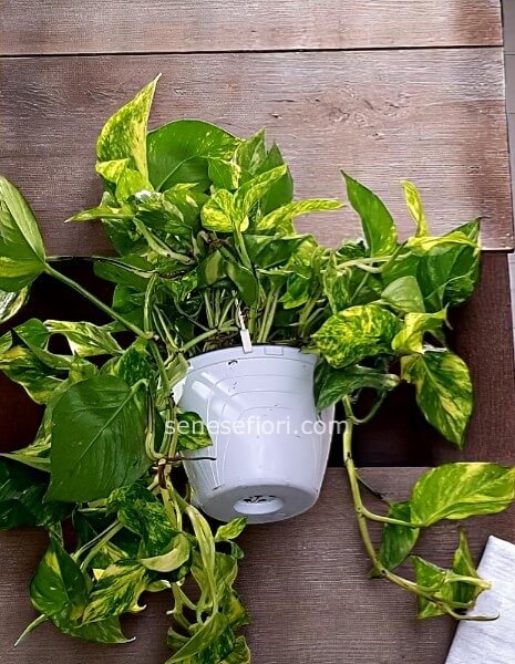 Pothos Pendente: La Cascata Verde che Arreda la tua Casa a Napoli