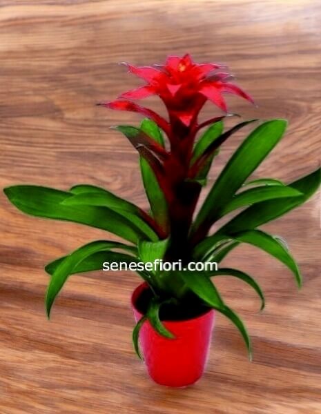 Bromelia: Un Esplosione di Colore Tropicale per la tua Casa a Napoli