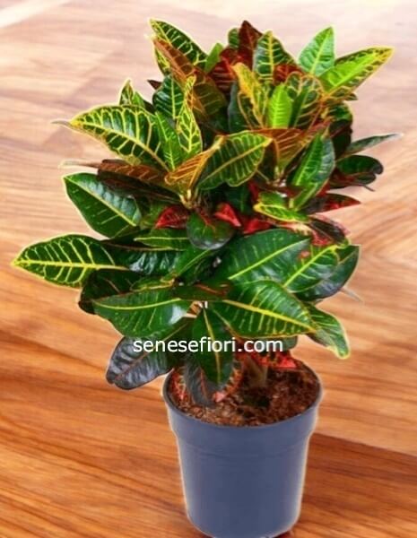 Croton Petra: L´Esplosione di Colori Tropicali per la tua Casa a Napoli
