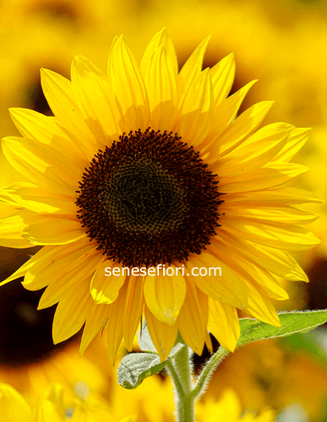 Girasoli a Stelo  – Freschezza e Allegria a Domicilio a Napoli