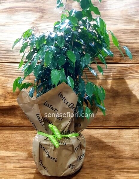 Ficus Benjamino: Il Regalo Ideale per un&acute;Inaugurazione di Successo a Napoli