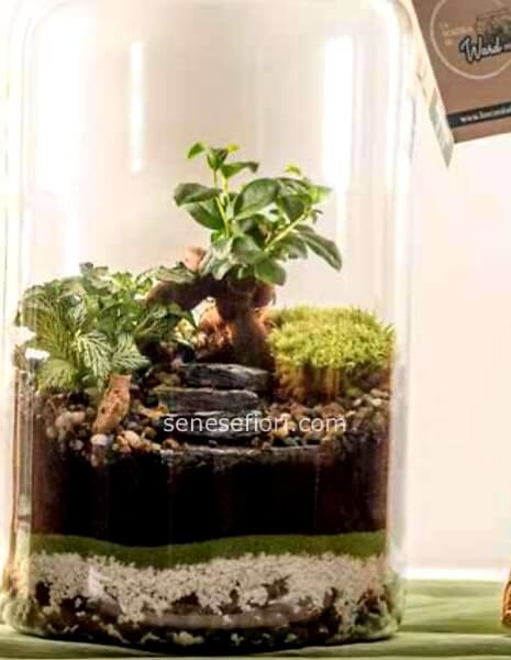 Terrarium 
