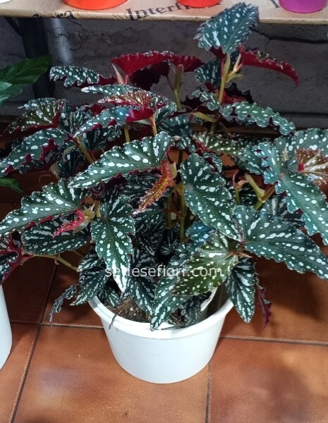 Begonia Maculata